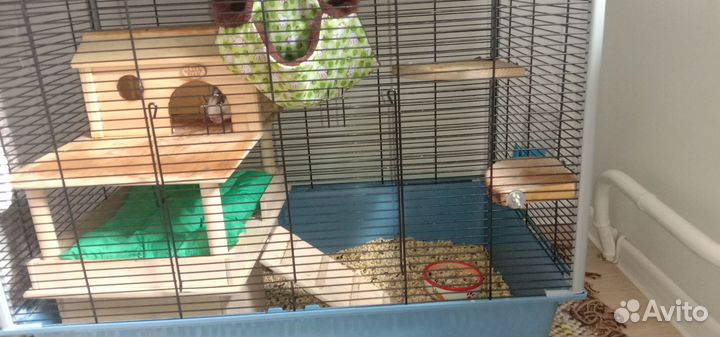 Крысята девочки