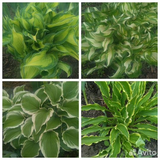 Многолетние садовые растения