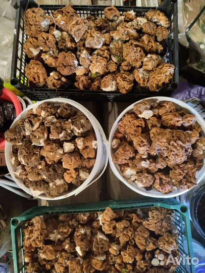 Грибы строчки гигантские сухие