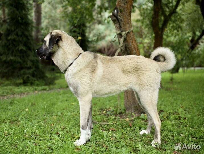 Щенки кангала