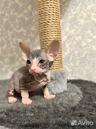 Донской сфинкс