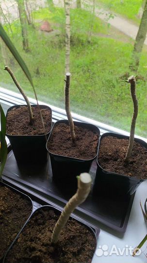 Пальма драцена