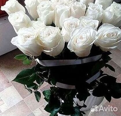 Розы гиганты 140 150 160 170 180 200