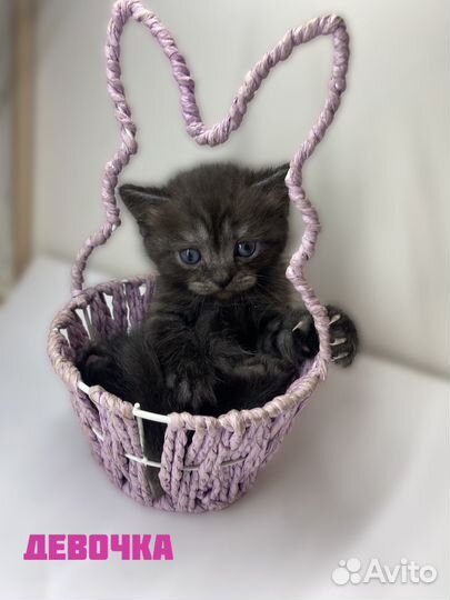 Отдам котят