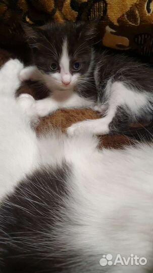 Котята