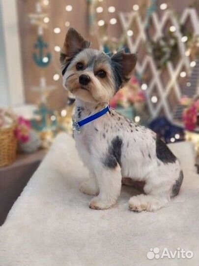 Стрижка собак груминг