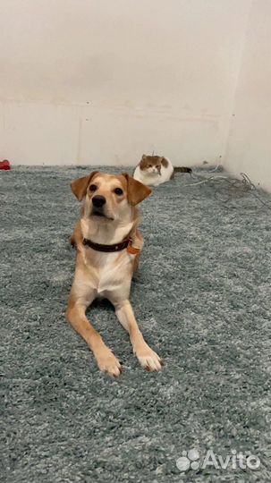 Ковер 200х300 шегги, длинный ворс, чистый