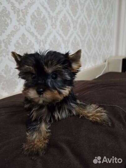 Йоркширский терьер щенки