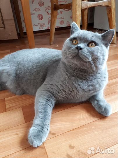Британский кот. Вязка