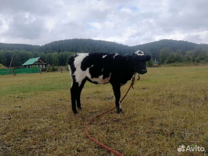 Корова, бычек и тёлка