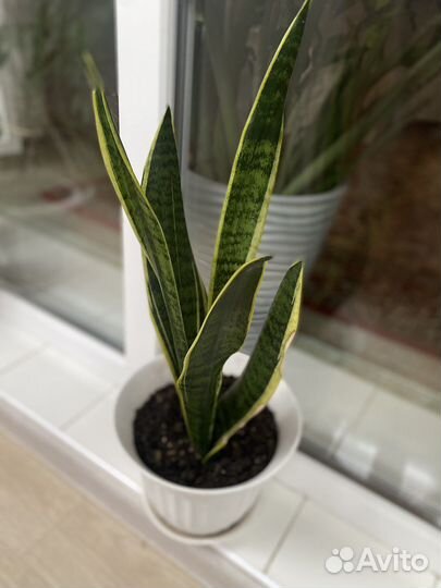 Комнатные растения