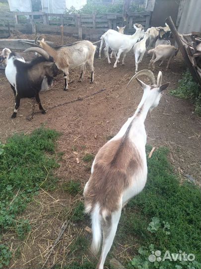 Козы дойной породы