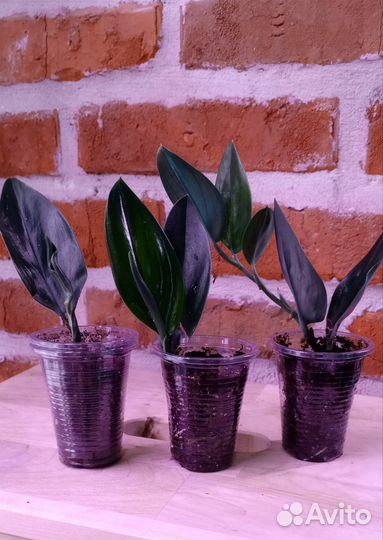 Сциндапсусы, эпипремнумы, сингониумы