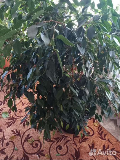 Фикус бенджамина большой