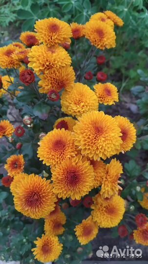 Хризантемы ,и мультифлоры
