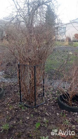 Кустодержатель