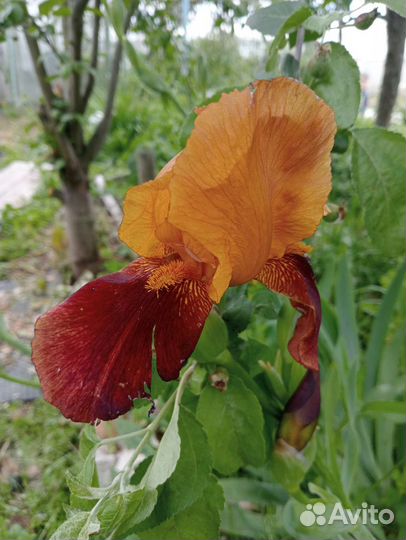 Ирисы бородатые