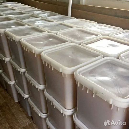 Дягиль свежий, только оптом