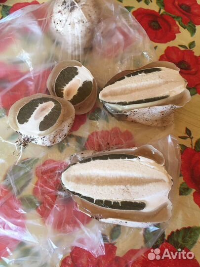 Гриб веселка