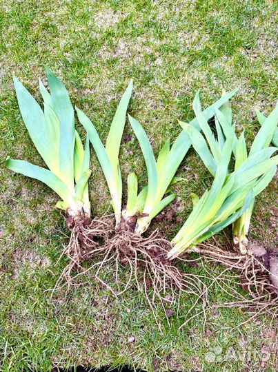 Ирисы сортовые саженцы