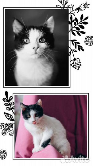 Котенок в добрые руки