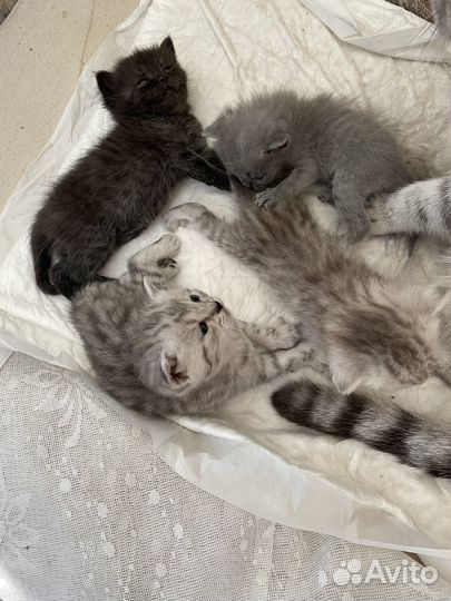 Отдам бесплатно котят