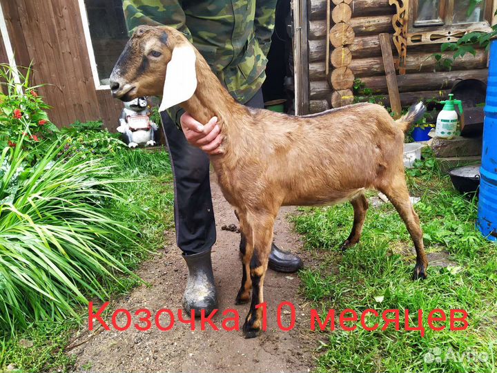 Англо нубийские козы
