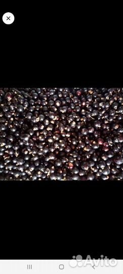 Смородина черная и красная