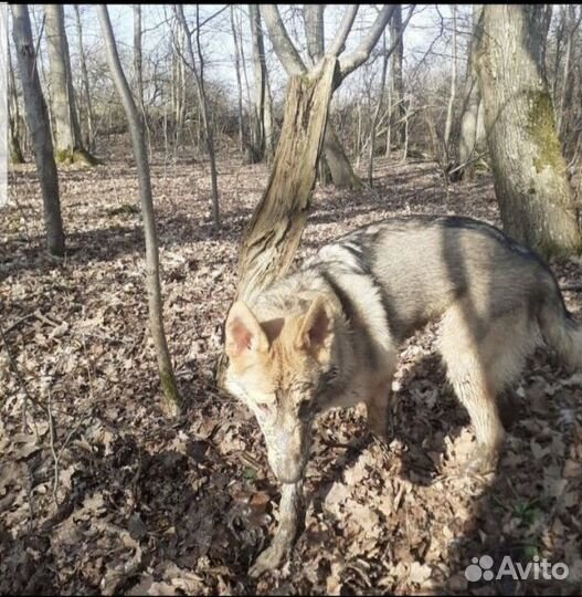 Акела ищет невесту