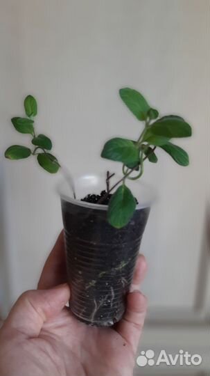 Мята перечная