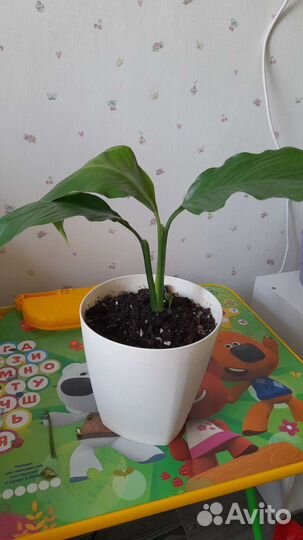 Спатифиллум