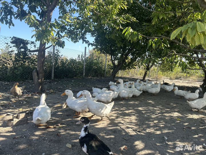 Утка Стар 53