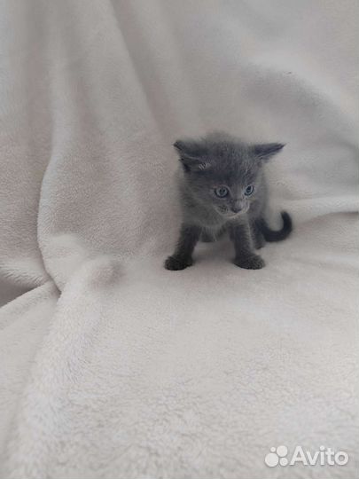 Американский керл котята