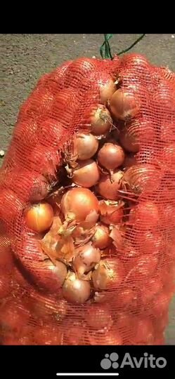Лук репчатый оптом