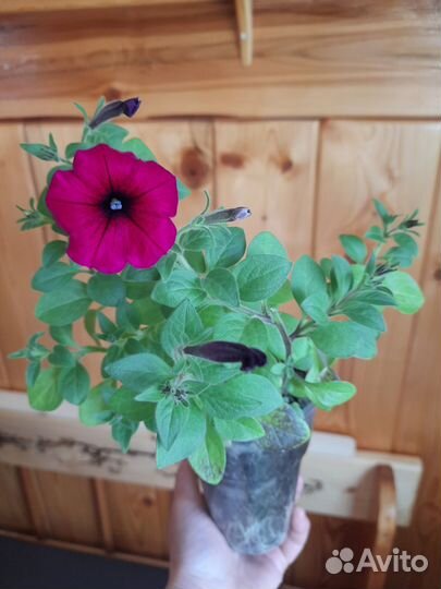 Рассада петунии