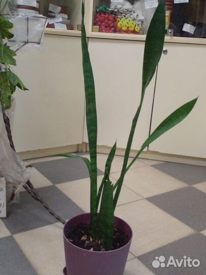 Сансевиерия