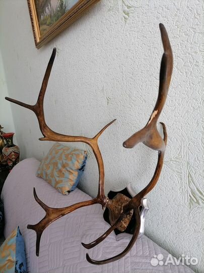 Рога оленя