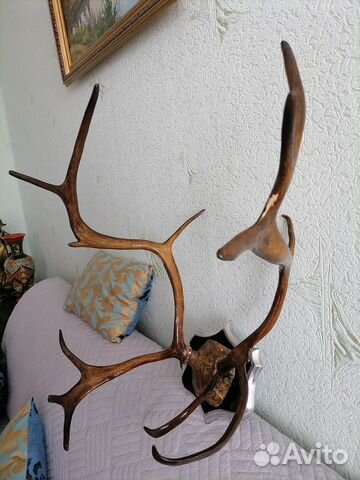 Рога оленя