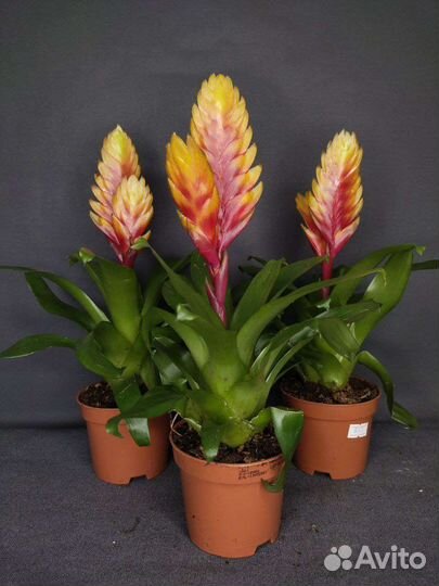 Вризиа Дорадо и Аспарагус Спренгери