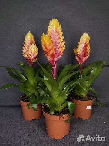 Вризиа Дорадо и Аспарагус Спренгери