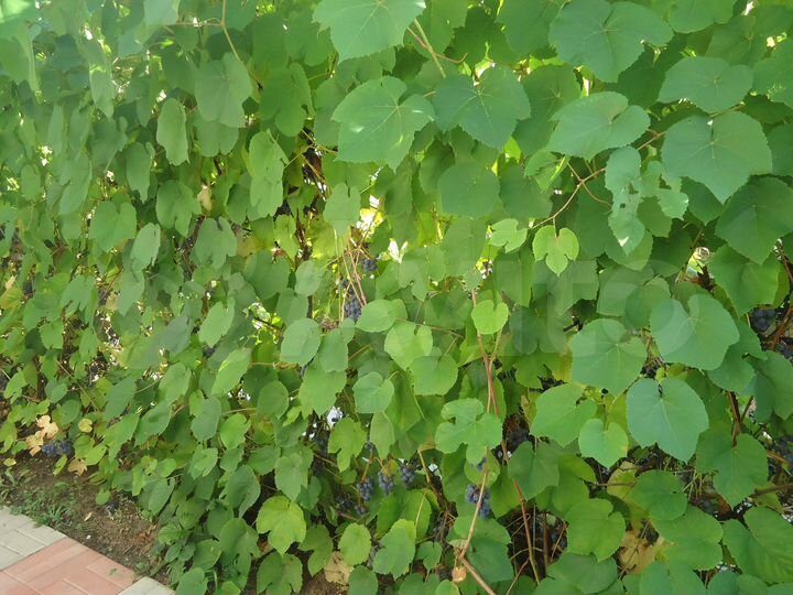 Участок 10 сот. (СНТ, ДНП)