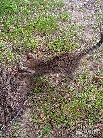 Кошка в дар бесплатно
