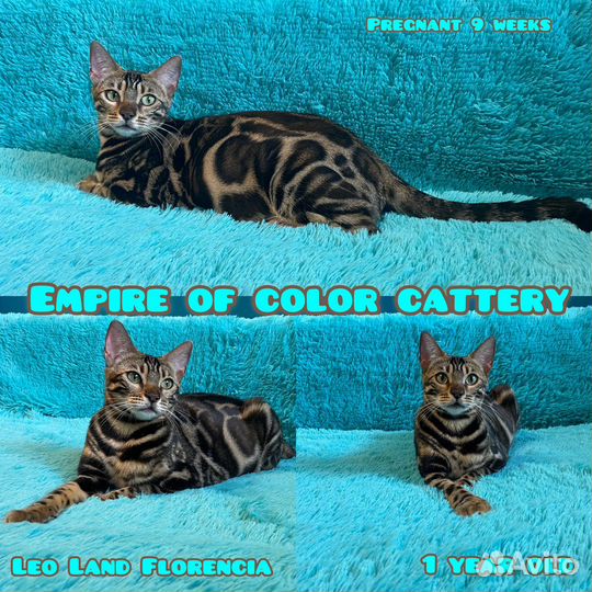 Бенгальские котята (клубные)