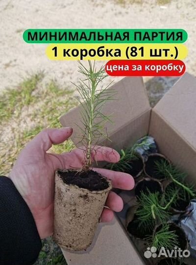 Сеянцы сосны зкс