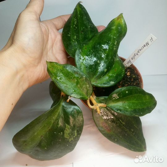 Хойи и дисхидия