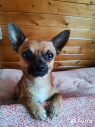 Вязка Чихуахуа