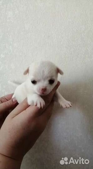 Девочки и мальчики чихуахуа