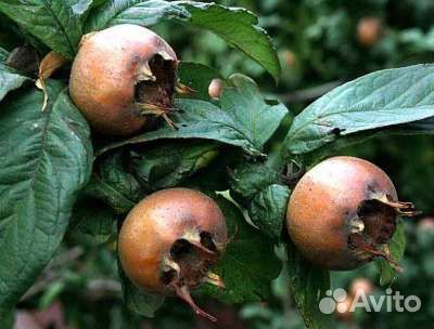 Мушмула германская