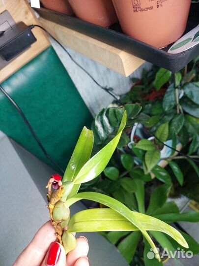 Орхидея maxillaria variabilis RED Азия