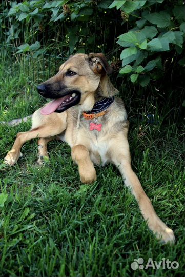 Щенок в добрые руки